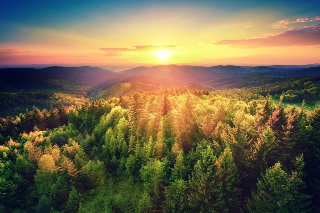 Sunrise over a forest, symbolizing growth and new opportunities